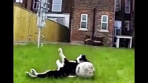 Funniest Cats And Dogs Video 047