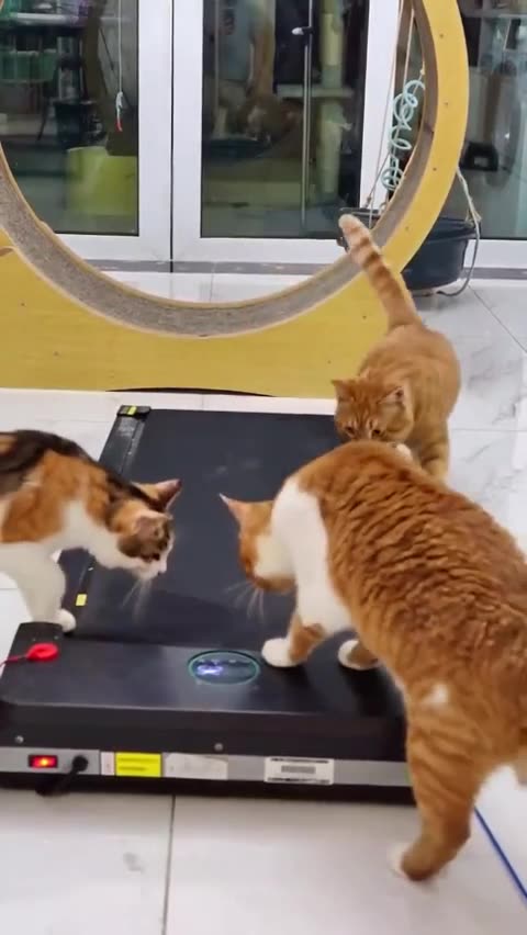 So Funny 😂😂😂| Funniest group | Funny Cats video | Cute Cats Videos