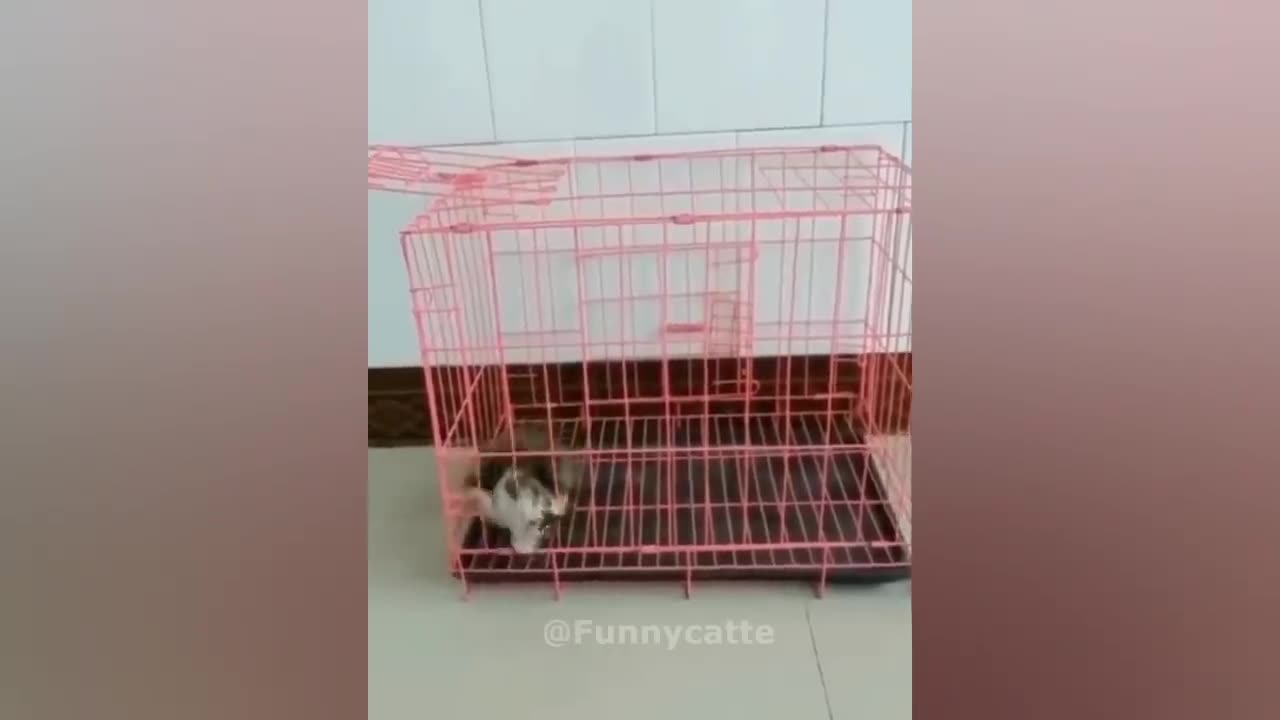 funny animals