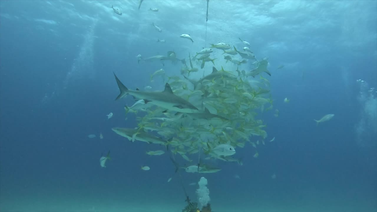 Sharks devastate bait ball for scuba divers in the Bahamas