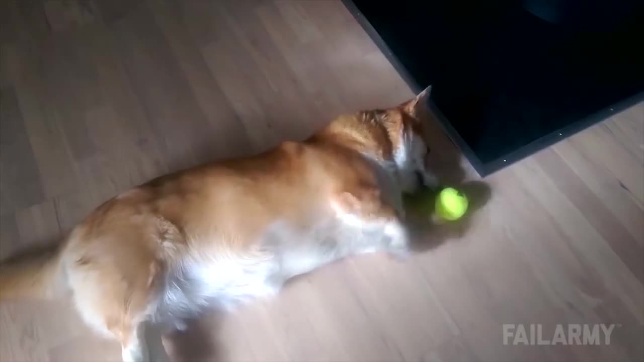 Try not laughing at these dogs!