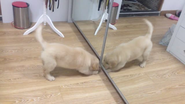 Cachorro de Golden Retriever juega con su reflejo en el espejo