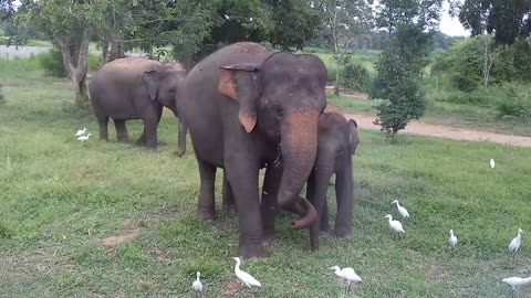 Animals Safari park at hambanthota