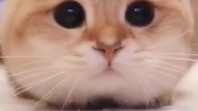 Lovely cat, funny cat - dancing electroMusic