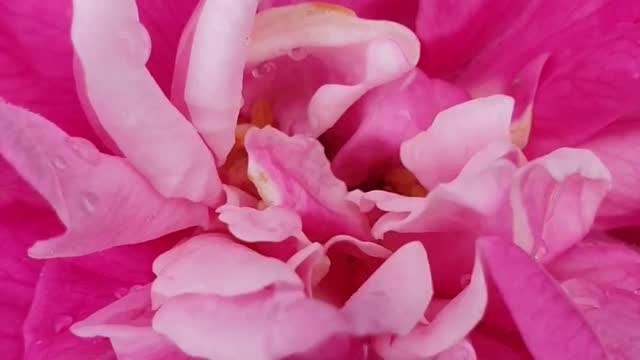 FLOWER FIRE