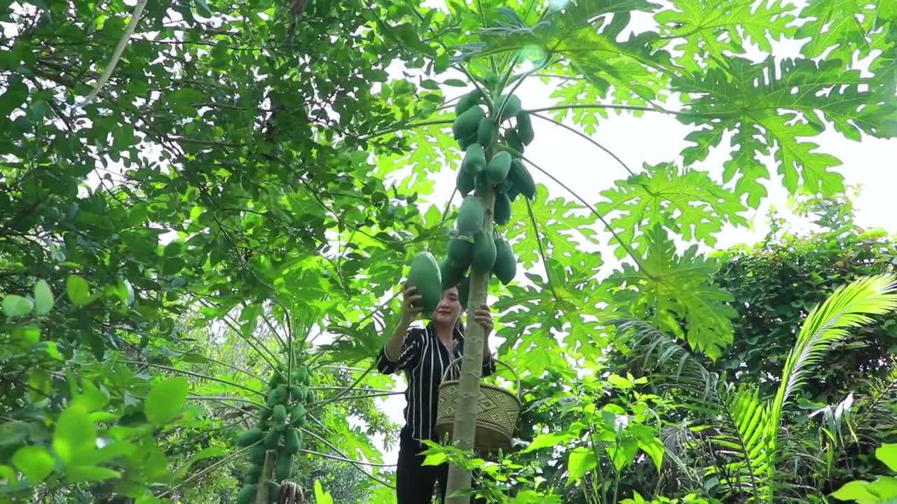 Some papaya on the hill for special salad _ Papaya Salad