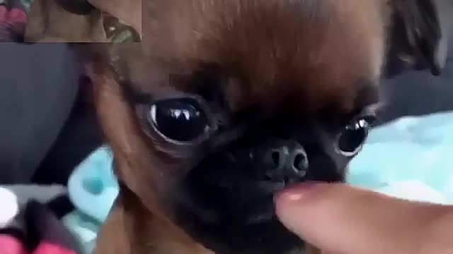 Play with the dog