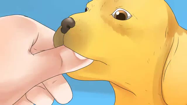 How to tell if your Dog is Deaf. (Dog Education 101)