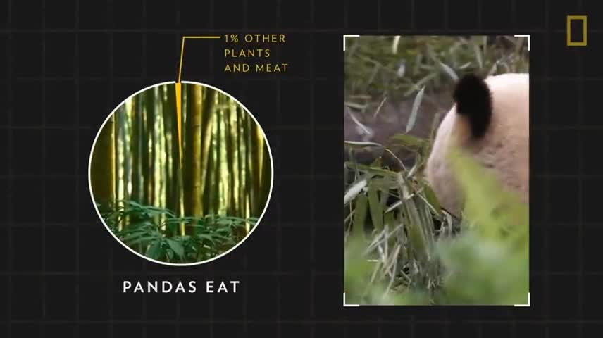 Bamboo Makes Up 99 Percent Of The Panda's Diet