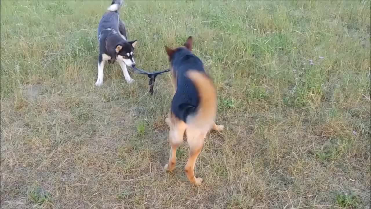 Tug-of-war battle of wits: Alaskan Malamute vs. German Shepherd