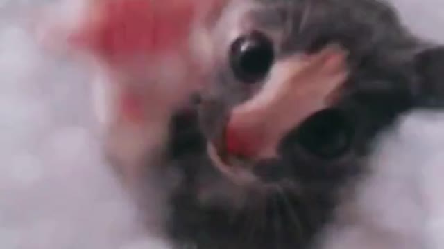Baby shy cats, Have you ever seen a shy cat