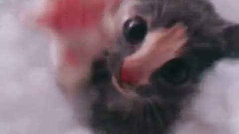 Baby shy cats, Have you ever seen a shy cat