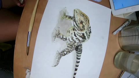 IGUANA / URUFAUNA