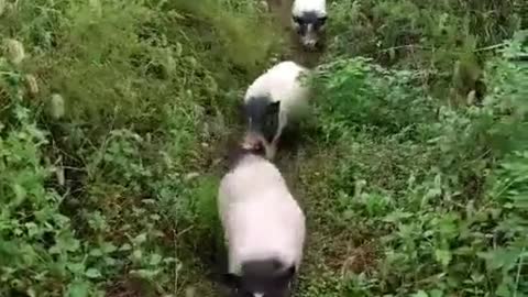 Many piglets lined up to go to the mountains in search of food.