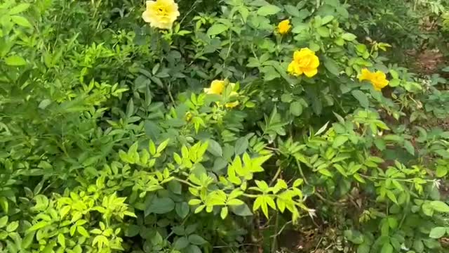The yellow flowers attract butterflies