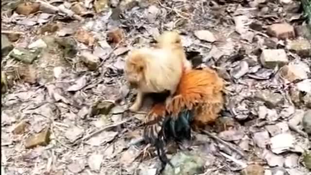 Chicken VS Dog Fight - Funny Dog Fight Series
