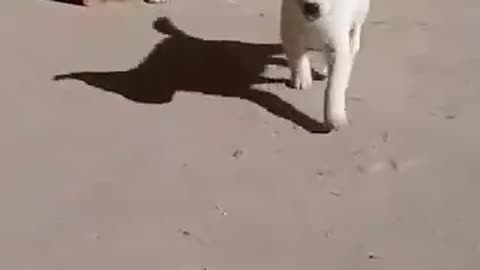 two cute Puppies are racing