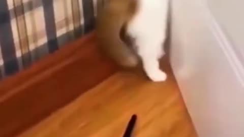 The cat is above all things, a dramatist