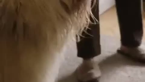 #DogLovers #PetPlaytime #DogsOfYouTube #PetBonding #DogVideos #HappyDogs #animals #cat #dog