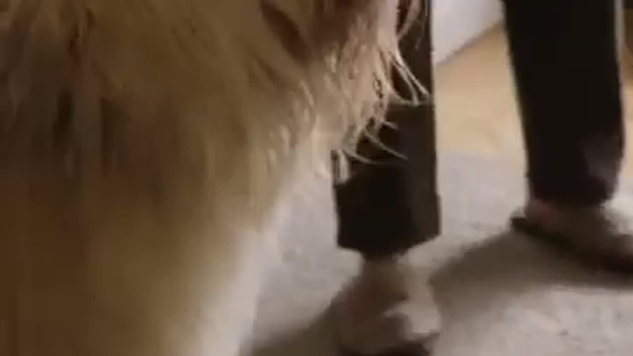 #DogLovers #PetPlaytime #DogsOfYouTube #PetBonding #DogVideos #HappyDogs #animals #cat #dog