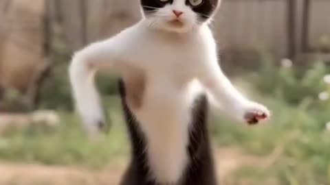 Cat dance performance