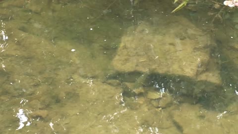 Creek explore adventure! Frogs, fish, crawdad!