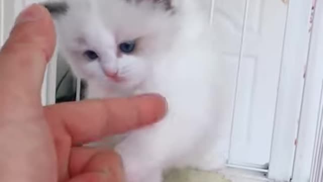 Cute pet catty