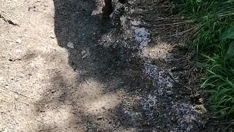 Doggy Makes A Mess Diving Into Mud Puddle