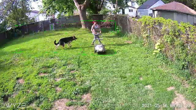 German Shepherd Helps Mow the Lawn