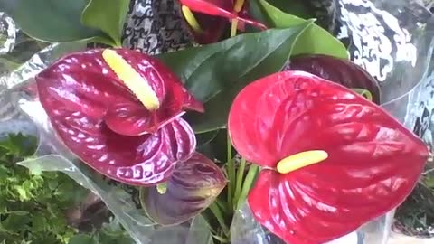 Linda planta antúrio na floricultura, as flores são vermelhas e amarelas [Nature & Animals]