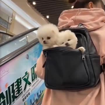 Cute dog/funny cute dog/cute puppies video