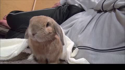 Bunnies being cute