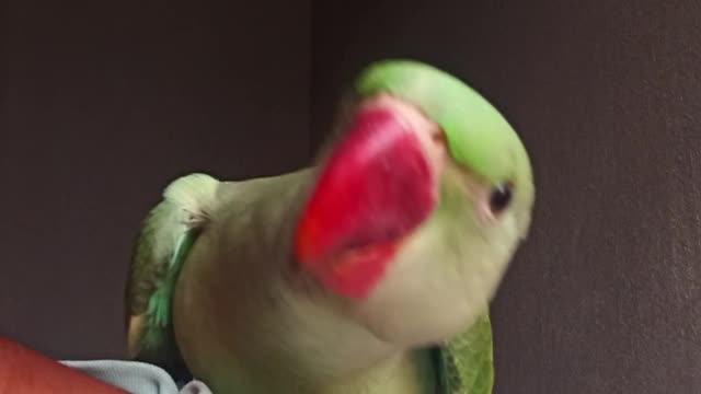 Parrot talking training at home, pet training, talking parrot