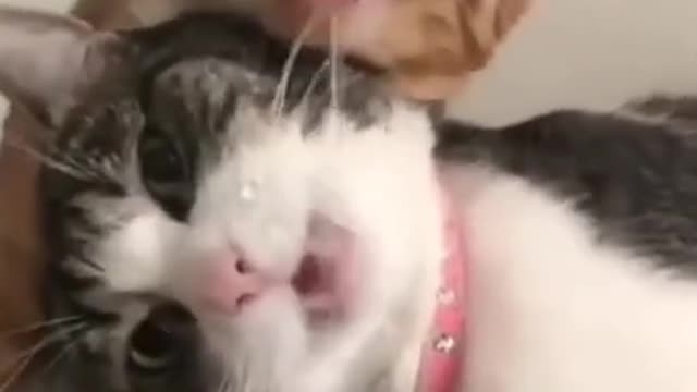 cute cat 🐈😺 funny moment 🤣😭