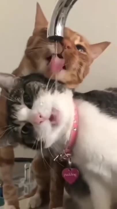 cute cat 🐈😺 funny moment 🤣😭
