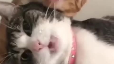 cute cat 🐈😺 funny moment 🤣😭