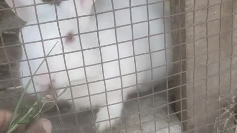 Feeding grass to rabbit