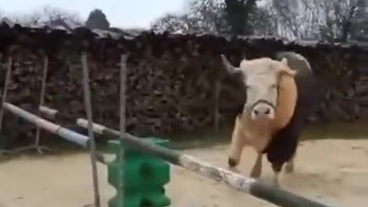 Bull thinks he's a showjumping horse.