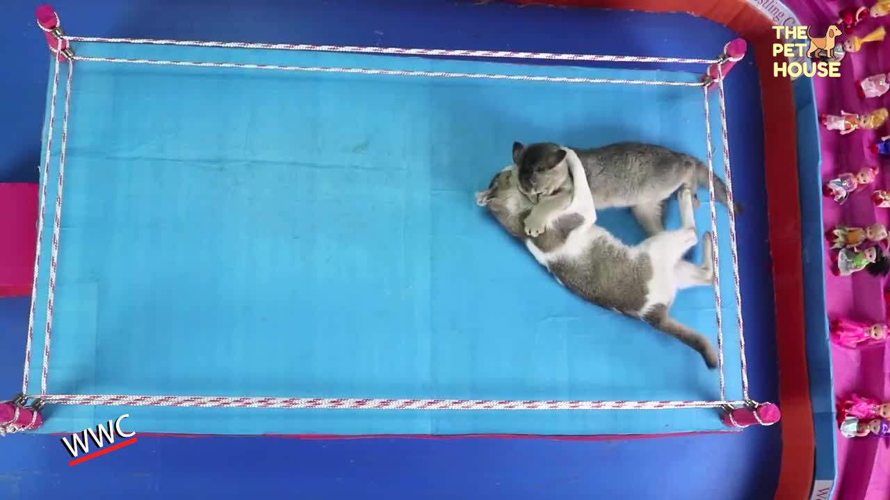 EPIC Funny Cat Fight Competition _ Cat Wrestling