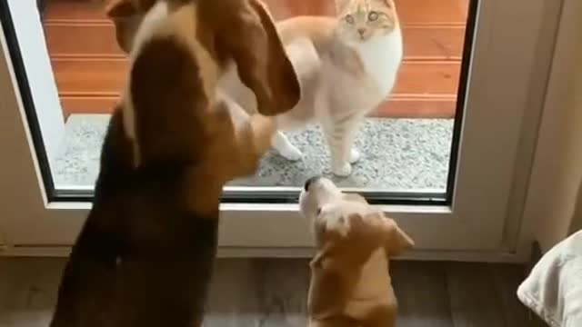 puppies complaining to their mother