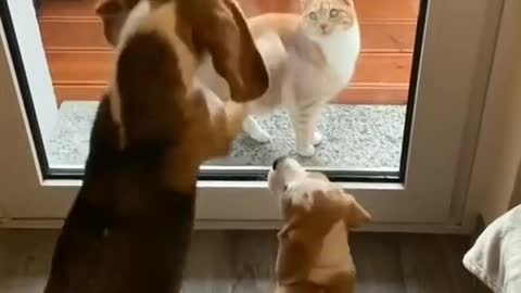 puppies complaining to their mother