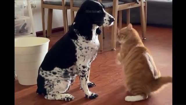 Funniest Animals - Best Of The 2021 Funny Animal Videos