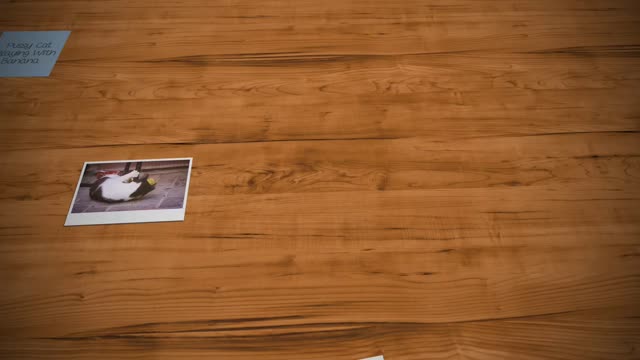 Cat Playing With Banana