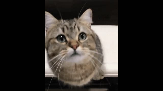 Curious cat gif video