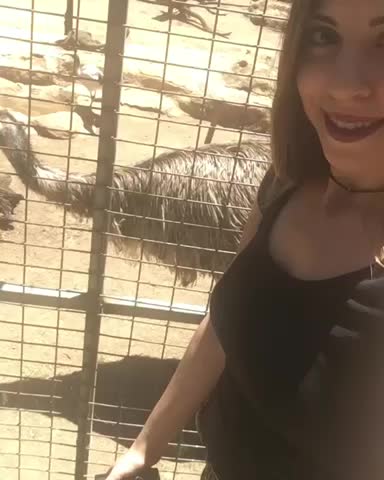 Australian Emus!