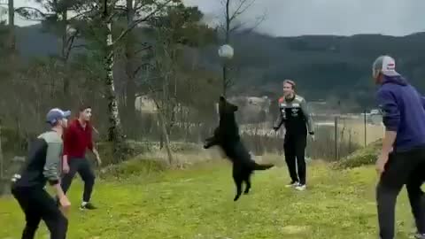 Dog playing volleyball.. 🔥