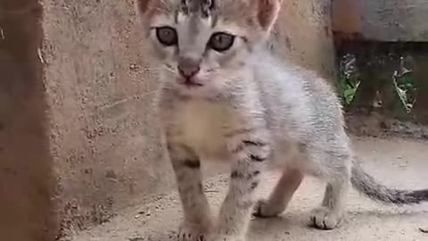 Small cute cat animals