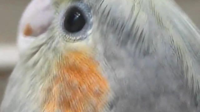 little cockatiel thinks she is dinosaur