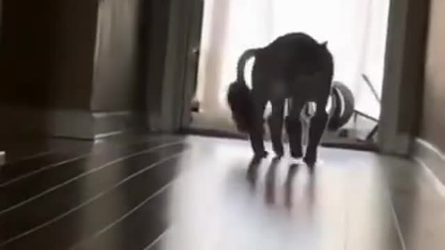 9.cat funny walk 😅 #shorts