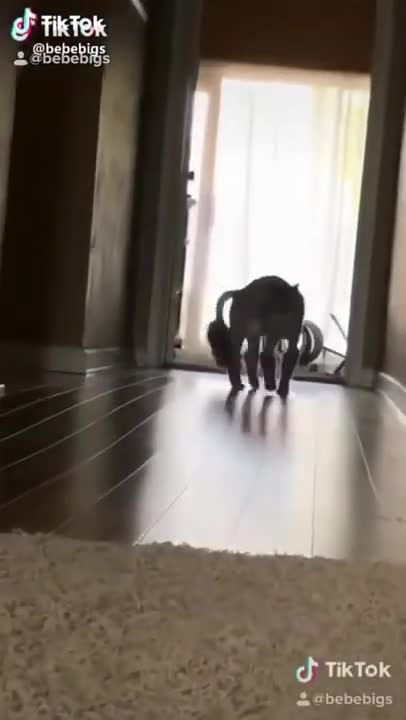 9.cat funny walk 😅 #shorts